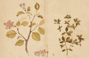 Norfolk Island hibiscus (Lagunaria patersonia); Evergreen (Alyxia gynopogon), 1790s