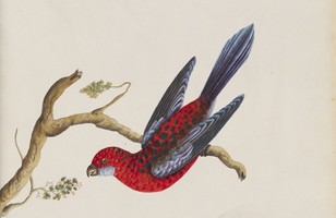 Crimson rosella (Platycercus elegans), 1790s 