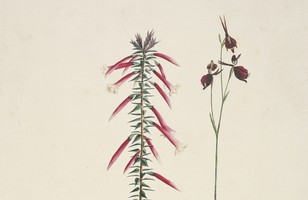 No. 1: Fuchsia Heath (Epacris longiflora); No. 2: Flying duck orchid (Caleana major), c. 1788–91 