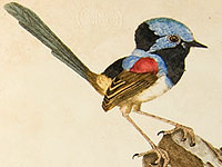 Variegated Warbler, 1803