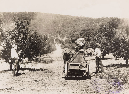 Spraying fruit trees, Victoria, from photographs collected by Rev James Colwell protraying rural and agricultural scenes, ca. 1921-1924. Photograph. PXB 310/127