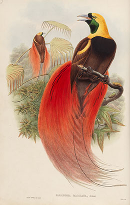 Marquis de Raggi's Bird of Paradise, vol. 1, pl. 32 from John Gould (1875 - 1888)