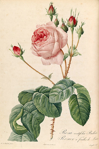 Rosa centifolia bullata (Le Rosier &aacute; cent feuilles bull&eacute;es)