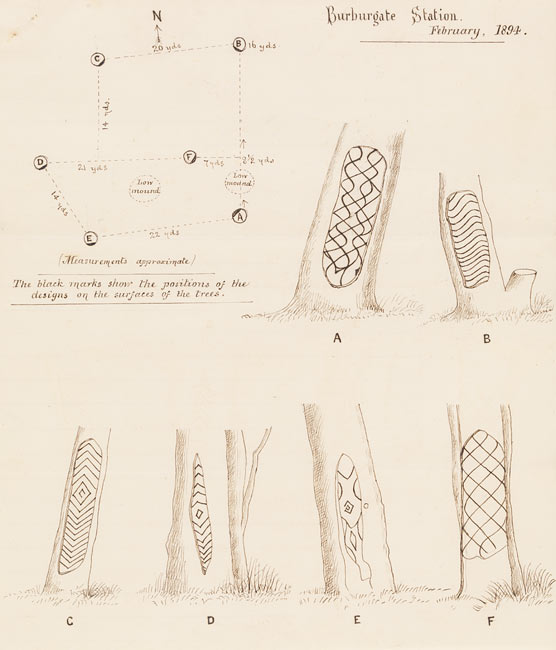 Letter, detailing Aboriginal carved trees at Burburgate Station, near Gunnedah, NSW, including pen and ink sketches of six trees and a diagrammatic map of the site