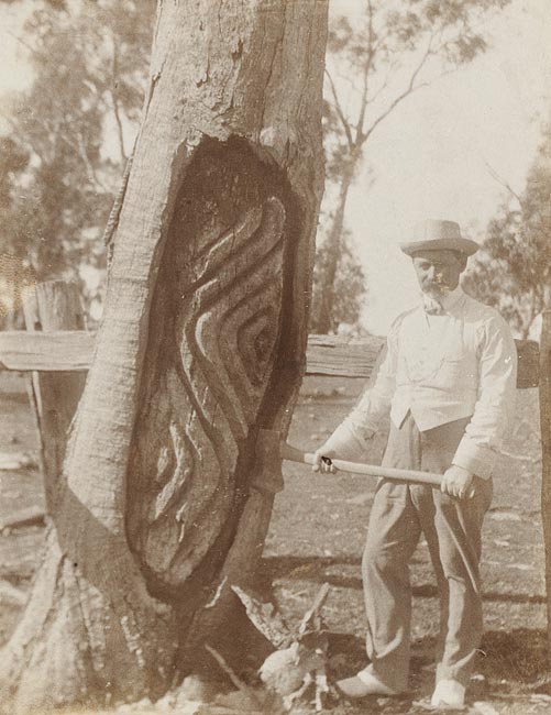Photographs of Edmund Milne standing next to Aboriginal Arborglyphs [carved trees], Gamboola, near Molong