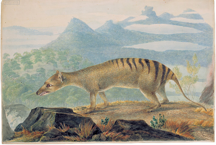 Tasmanian tiger by John Lewin