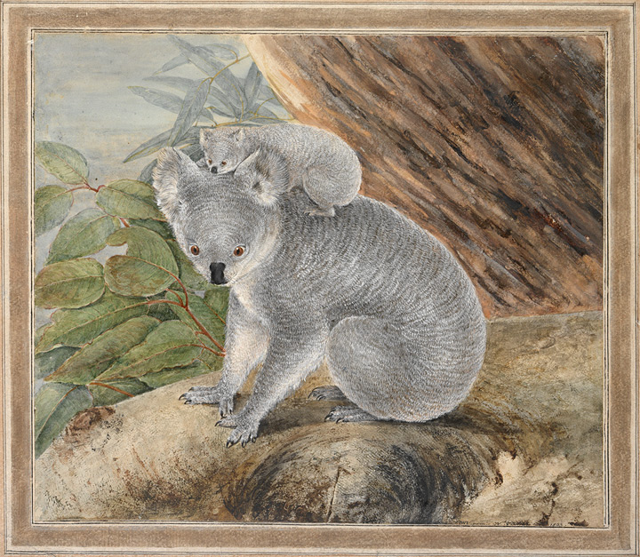 Koala and young by John Lewin