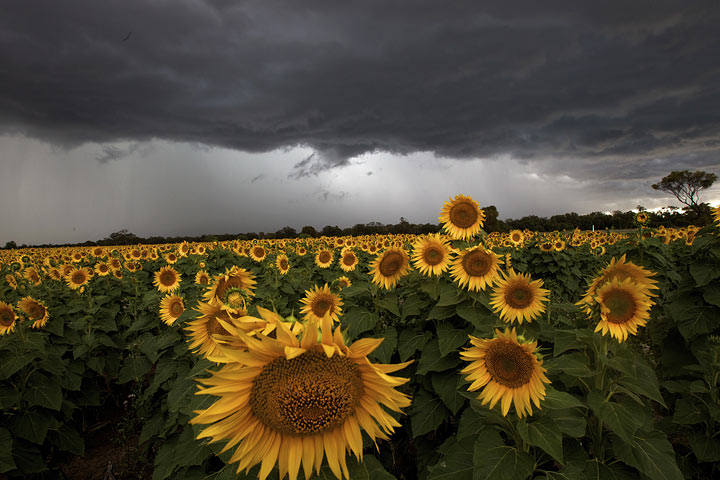 Sunflowers by Nick Moir