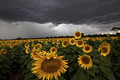 Sunflowers by Nick Moir