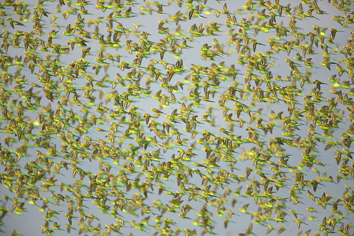 The abundant rain causes an explosion of budgerigar numbers in Central Australia