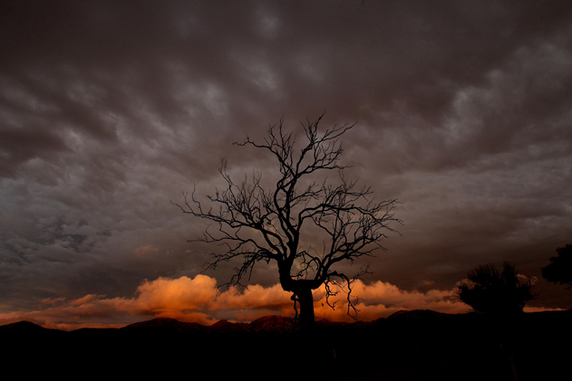 Nick Moir, Riding out the storm &ndash; A dead tree silhouetted against a fading storm south-east of Canberra