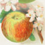 Apples: Granny Smith and Perfection, H. S. Burton, Lithographer