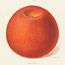 Apples: Lamb Abbey Pearmain and Jonathan, H. S. Burton, Lithographer