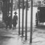 Hansom cabs in street during 1893 flood - Singleton, NSW