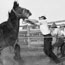 Breaking horses from Series 13: [Horses], ca. 1900-1950 / Hawkesbury Agricultural College