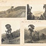 Page 52 - Album 25, 4th November 1900 - 7th April 1901