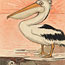‘Suspense’: a wonderful bird, the Pelican, The Sydney Mail