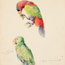 26. [Parrots]