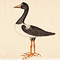 [Untitled drawing possibly of a Magpie Goose]