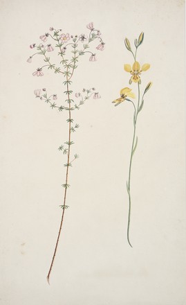 No. 1: Unidentified; No. 2: Golden donkey orchid (Diursis aurea), 1788–91 