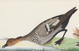 Australian wood or Maned duck (Chenonetta jubata), 1790s 