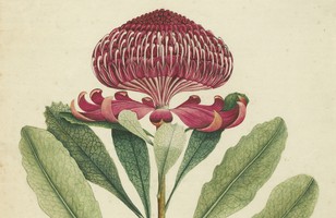 ‘Wa-ra-ta’ (Telopea speciosissima), 1790s