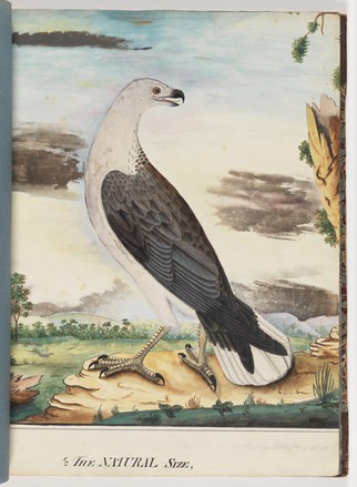 White-breasted sea eagle (Haliaeetus leucogaster), 1790s