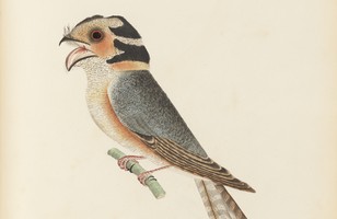 ‘Caprimulgus vittatus’: Banded goatsucker or Owlet nightjar (Aegotheles cristatus), c. 1797 (reproduction)