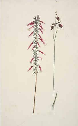 No. 1: Fuchsia Heath (Epacris longiflora); No. 2: Flying duck orchid (Caleana major), c. 1788–91 