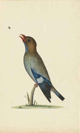 Dollar bird or Pacific roller (Eurystomus orientalis), 1790s 