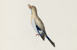 Dollar bird or Pacific roller (Eurystomus orientalis), c. 1800 