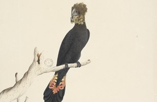 Glossy black cockatoo (female) (Calyptorhynchus lathami), 1790s 