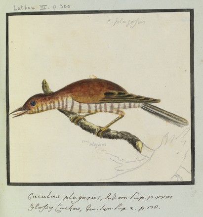 ‘Cuculus plagosus … Glossy Cuckoo’, c. 1799 