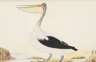 Australian pelican (Pelecanus conspicillatus), 1790s