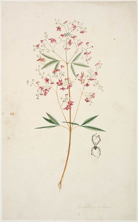 ‘Ceratopetalum’ or New South Wales Christmas bush (Ceratopetalum gummiferum), 1788–91