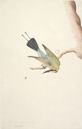 ‘Merops’ : Rainbow bird or Variegated bee eater (Merops ornatus), 1790s 
