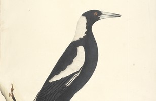 ‘Barita’ or Black-backed magpie (Gymnorhina tibicen); Australian magpie (Cracticus tibicen), 1790s