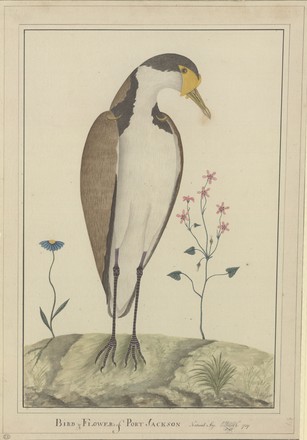 ‘Bird and Flowers of Port Jackson’: Masked lapwing (Vanellus miles) and Grassland daisy (Rutidosis leptorrhynchoides), 1790