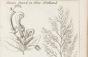 Voyage to New-Holland, &c. in the year 1699 ... Vol. III