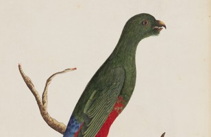 King parrot (female) (Alisterus scapularis), 1790s 