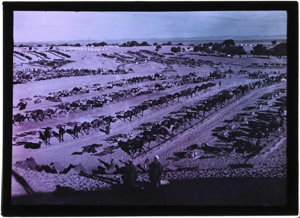 Camel lines of the Egyptian Camel Corps at Esdud. Palestine, February 1918