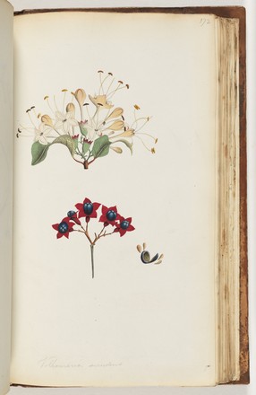 Cumberland tree; Smooth spider bush; Lolly bush (Clerodendrum floribundum), 1790s 