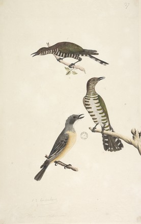 ‘Cuculous’: Golden bronze cuckoos (Cuculus plagosus), and Rufous whistler (Pachycephala rufiventris), 1790s 