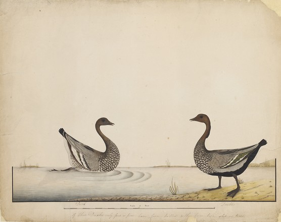 Australian maned or Wood duck and drake, or Maned goose (Chenonetta jubata), 1790s