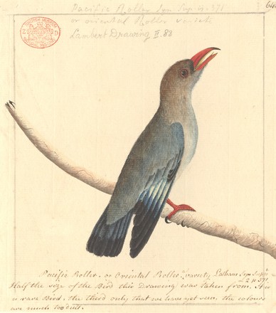 ‘Pacific Roller’ or Dollar bird (Eurystomus orientalis), 1788–93 