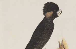 Yellow-tailed black cockatoo (Calyptorhynchus funereus), 1790s