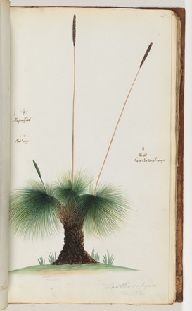 Grass tree (Xanthorrhoea), 1790s 
