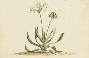 Swamp lily (Crinum pedunculatum), 1790s