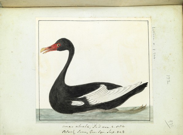 Black swan (Cygnus atratus), c. 1798