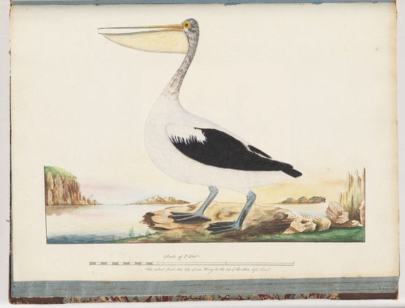 Australian pelican (Pelecanus conspicillatus), 1790s